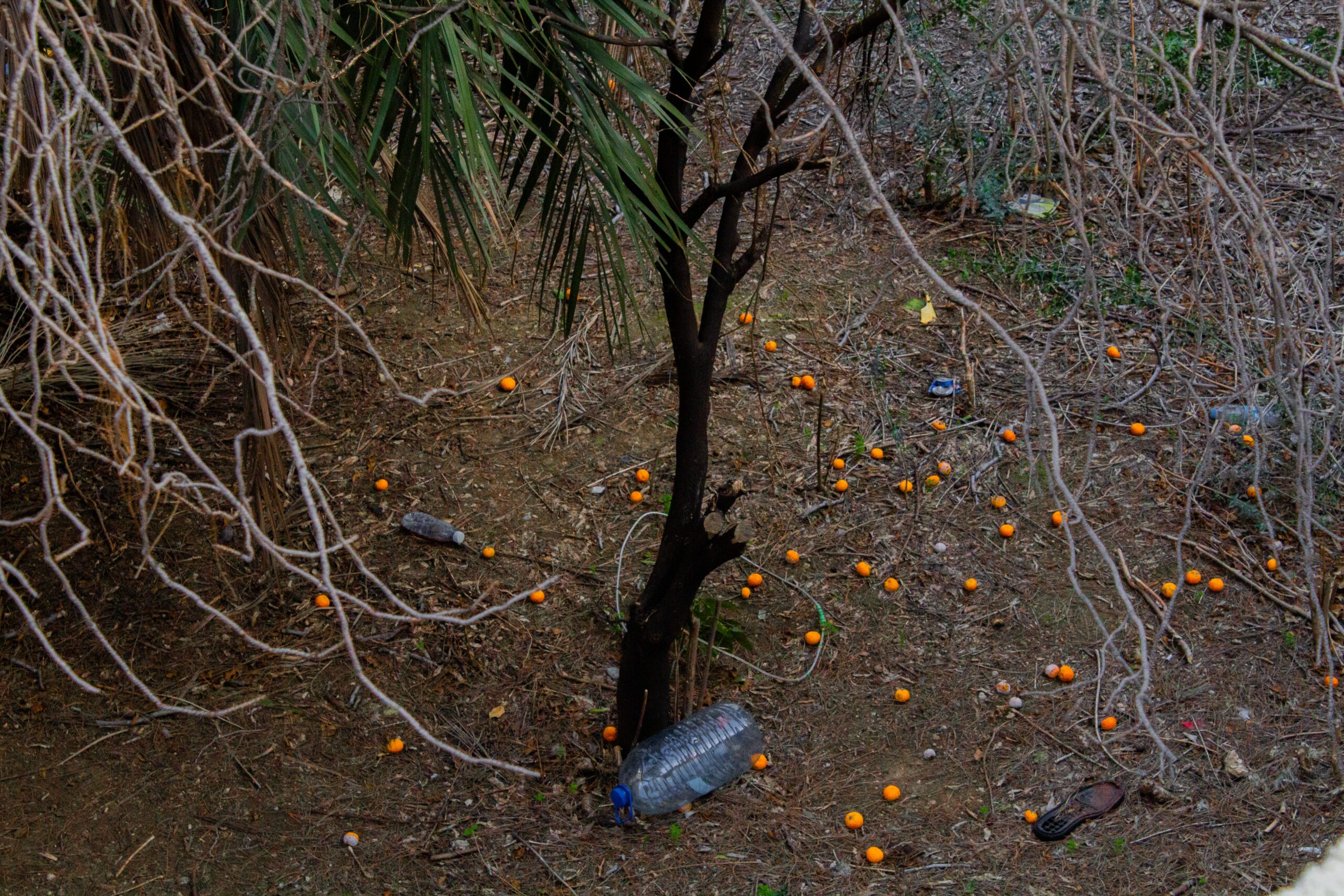 photography-nature-lence-lebanon-france-color-self-reflect